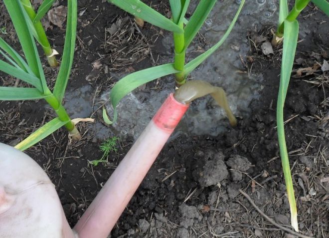 чем весной подкормить чеснок после зимы чем весной подкормить чеснок после зимы