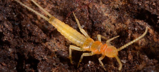 что едят двухвостка что едят двухвостка