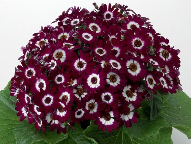 Цинерария кровавая Цинерария кровавая