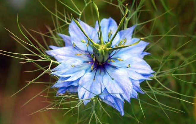 дамасский тмин дамасский тмин