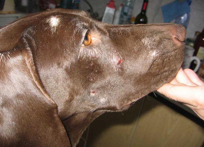 демодекоз у собак симптомы демодекоз у собак симптомы