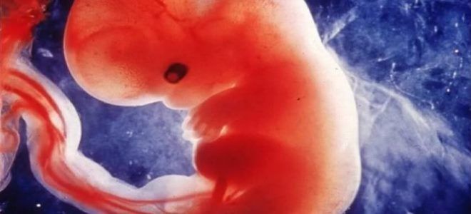 эмбрион на 5 неделе беременности эмбрион на 5 неделе беременности