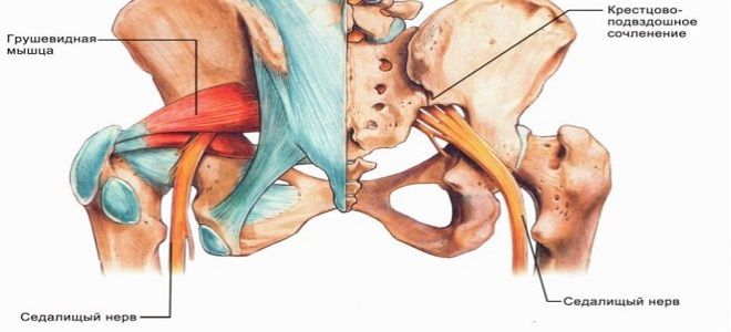 функция седалищного нерва функция седалищного нерва