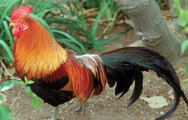 год петуха характеристики год петуха характеристики