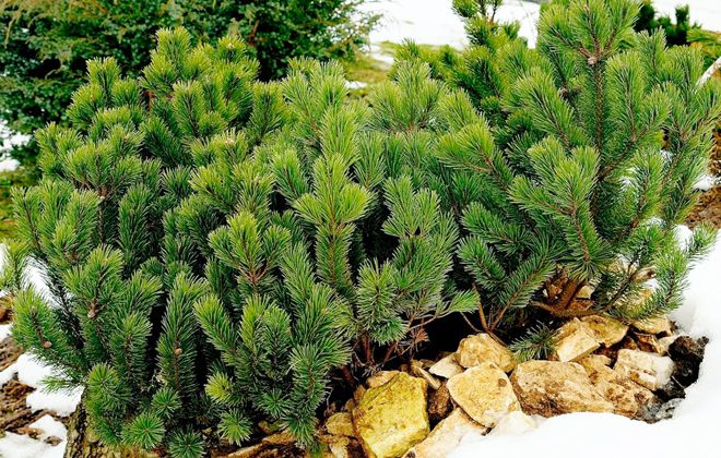 горная сосна пумилио описание горная сосна пумилио описание