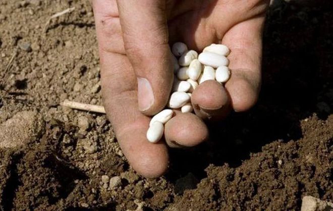 грунт для фасоли грунт для фасоли