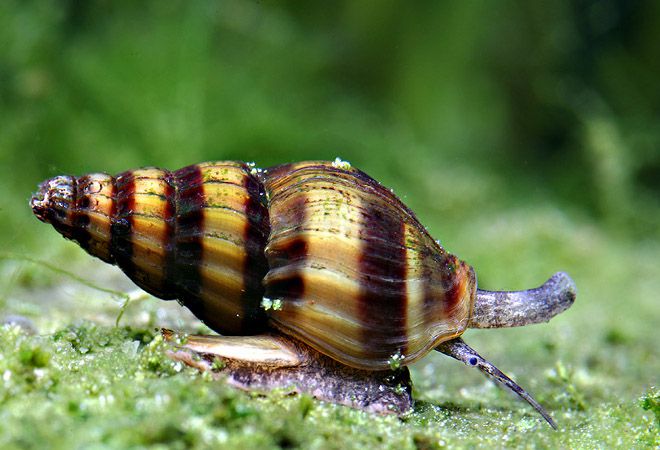 хелена описание хелена описание