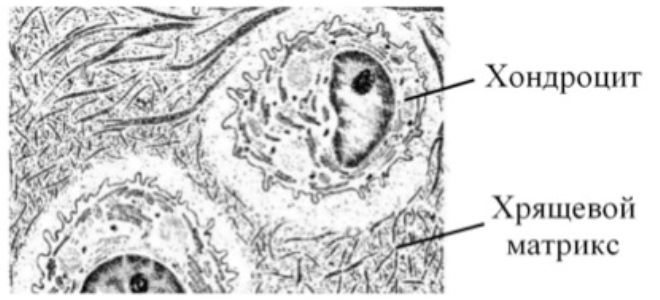 хондроитин и глюкозамин хондроитин и глюкозамин