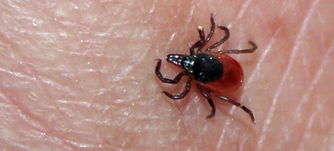 иммуноглобулин против энцефалита иммуноглобулин против энцефалита