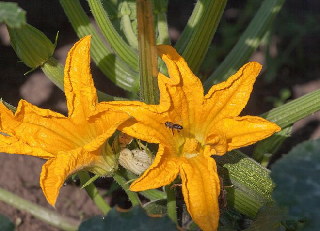 кабачки цветут пустоцветом что делать кабачки цветут пустоцветом что делать