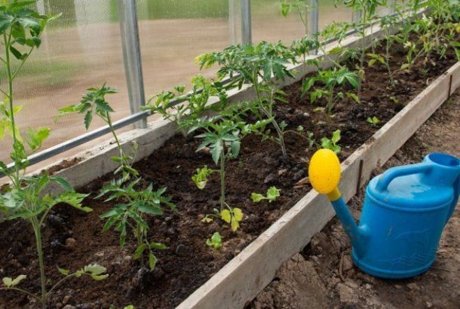 как правильно поливать помидоры как правильно поливать помидоры