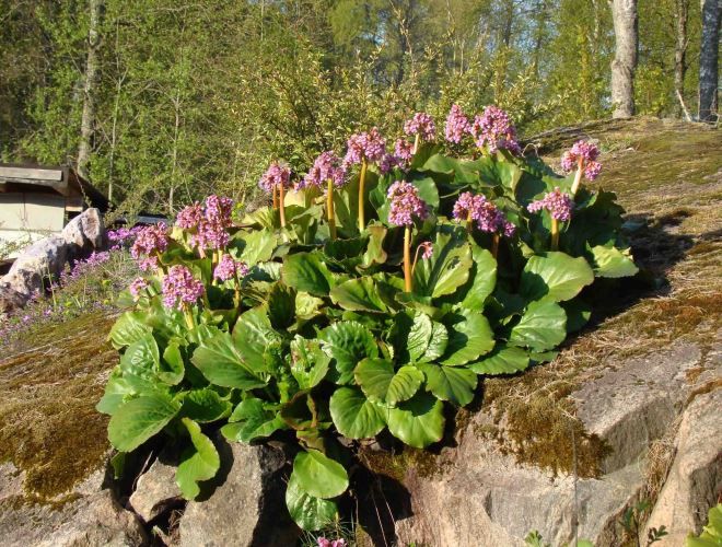 как выглядит бадан как выглядит бадан