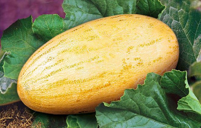как выглядит дыня торпеда как выглядит дыня торпеда