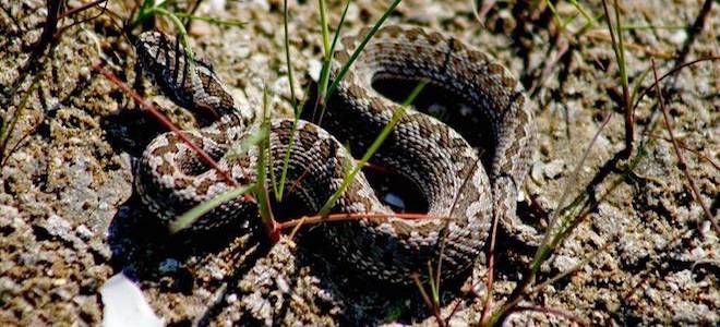 как выглядит гадюка как выглядит гадюка