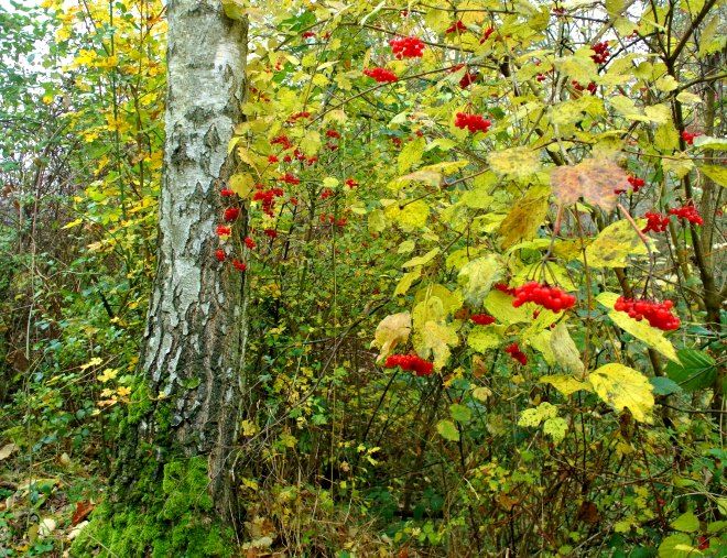 как выглядит калина обыкновенная как выглядит калина обыкновенная