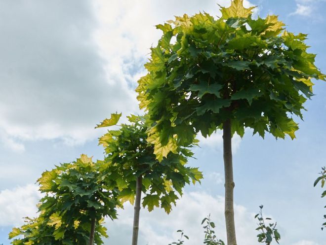 как выглядит клен остролистный как выглядит клен остролистный