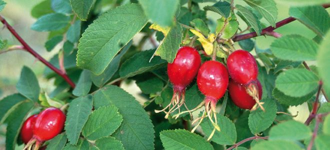 как выглядит коричный шиповник как выглядит коричный шиповник