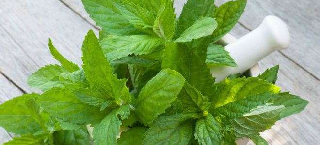 как выглядит мелисса как выглядит мелисса