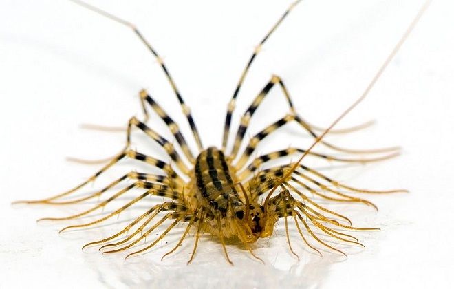 как выглядит насекомое мухоловка как выглядит насекомое мухоловка