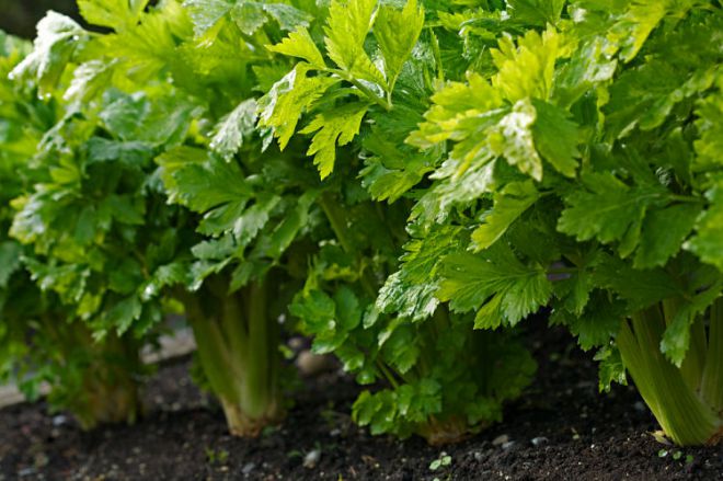 как выглядит сельдере как выглядит сельдере