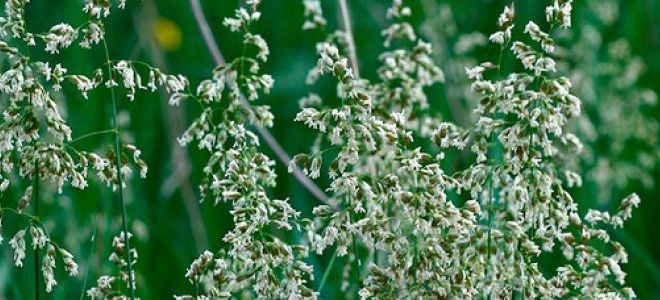 как выглядит трава зубровка как выглядит трава зубровка