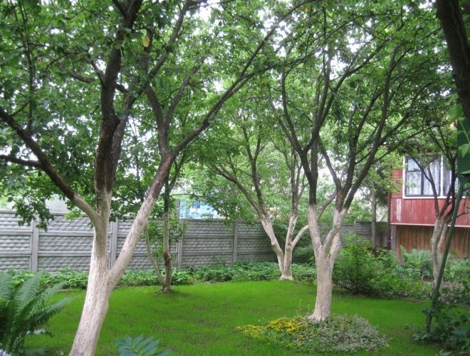 какие деревья нужно белить какие деревья нужно белить