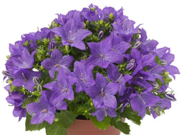 кампанула равнолистная кампанула равнолистная