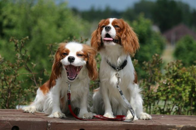 кавалер кинг чарльз спаниель происхождение породы кавалер кинг чарльз спаниель происхождение породы