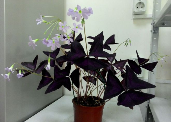 Кислица комнатная уход в домашних условиях Кислица комнатная уход в домашних условиях