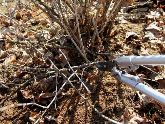 Когда весной можно обрезать крыжовник Когда весной можно обрезать крыжовник