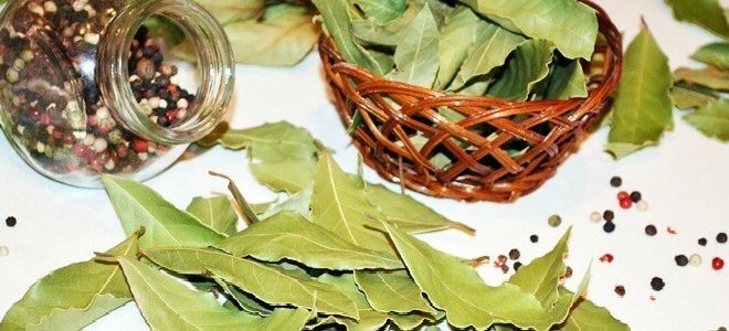 лавровый лист лечебные свойства и противопоказания лавровый лист лечебные свойства и противопоказания