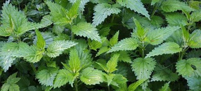 маточное кровотечение при климаксе маточное кровотечение при климаксе