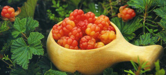 морошка лечебные свойства морошка лечебные свойства