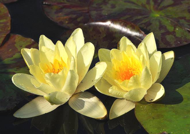 нимфея хромателла нимфея хромателла