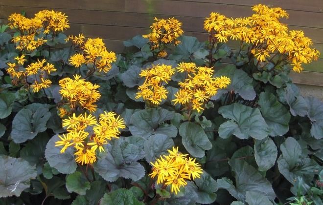 описание бузульника зубчатого описание бузульника зубчатого