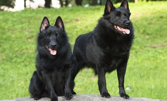 описание породы описание породы