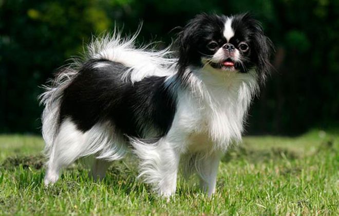 описание породы хин описание породы хин