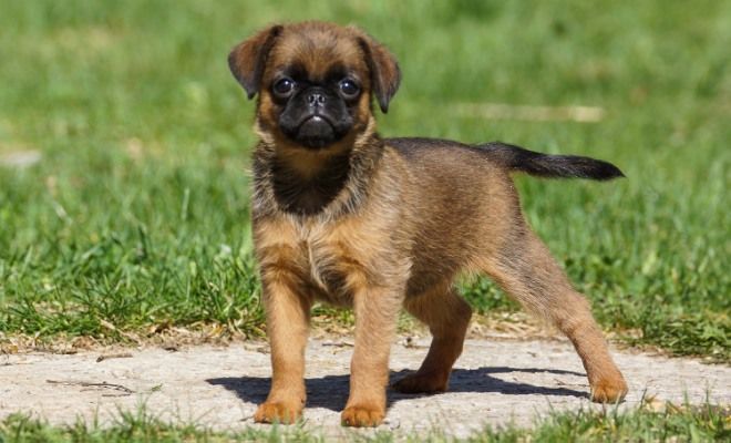 описание породы пти брабансон описание породы пти брабансон