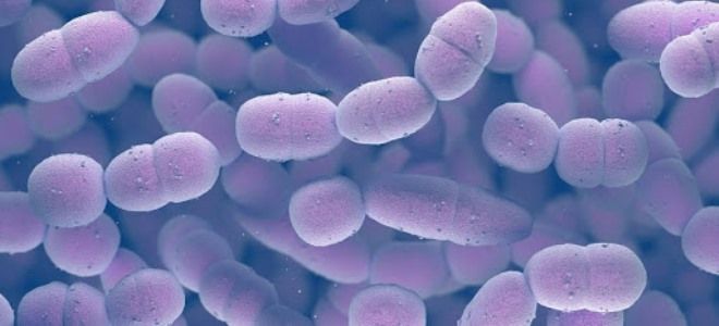 от какой пневмонии делают прививку от какой пневмонии делают прививку