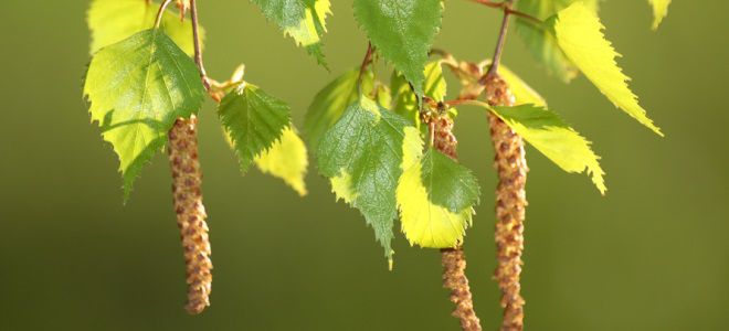 перекрестная аллергия на пыльцу перекрестная аллергия на пыльцу