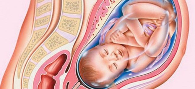 плод 33 недели плод 33 недели