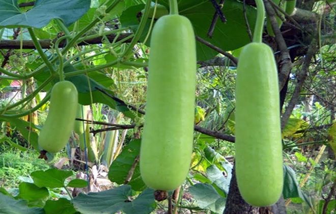 поленовидная лагенария поленовидная лагенария