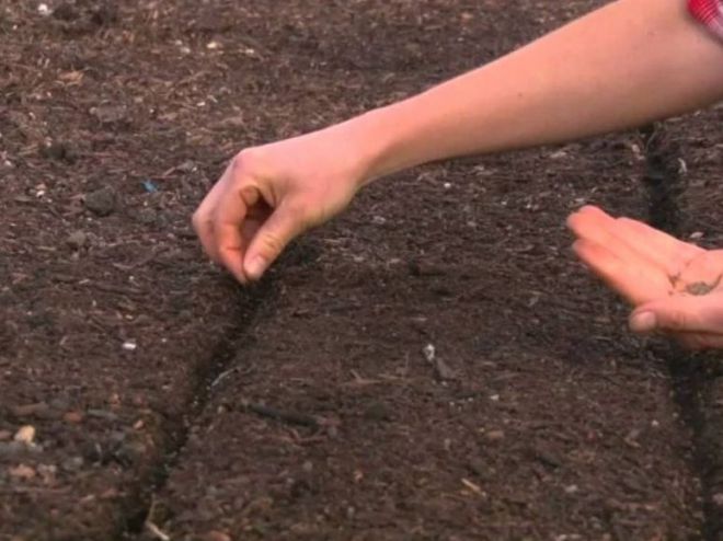 Посев моркови в открытый грунт Посев моркови в открытый грунт