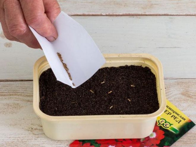 Посев вербены на рассаду - сроки Посев вербены на рассаду - сроки