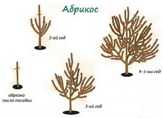 правила обрезки абрикоса осенью правила обрезки абрикоса осенью