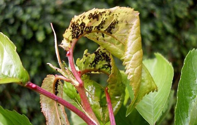 признаки тли на вишне признаки тли на вишне