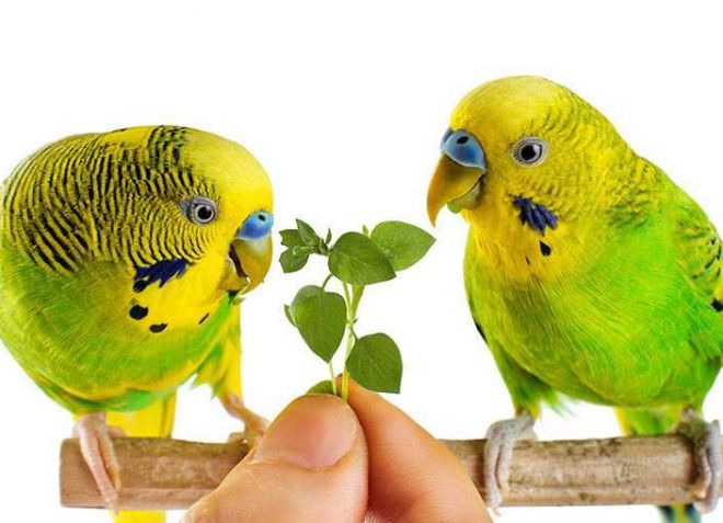 рацион волнистого попугая рацион волнистого попугая