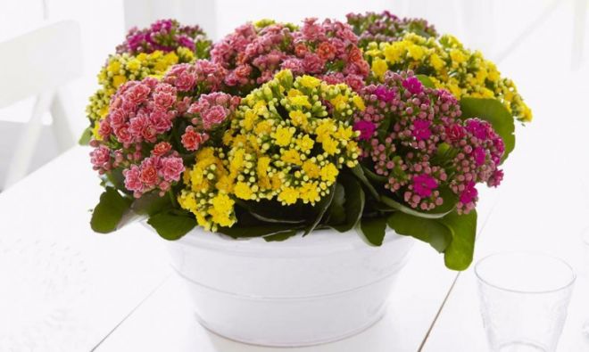 Растение каланхоэ Каландива Растение каланхоэ Каландива