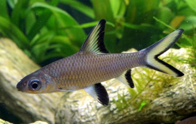 рыба акулья бала рыба акулья бала