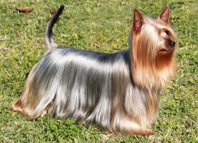 шелковистый терьер стандарт породы шелковистый терьер стандарт породы